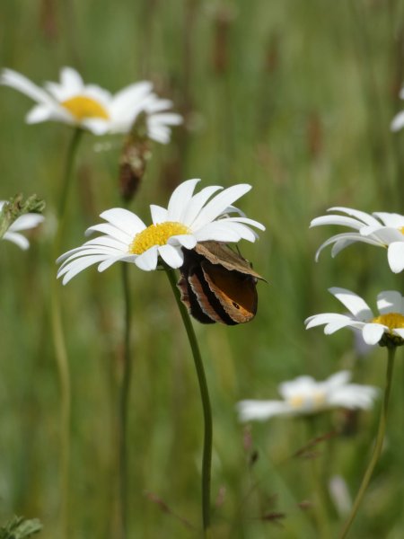 PAPILLON. La reproduction des  MYRTIL. MÉLODIE LE GOFF
